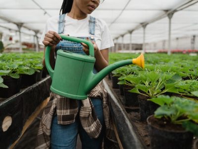 Een overzicht van verschillende soorten plantenvoeding